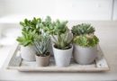 Do Succulents Need Sun? » Residence Style