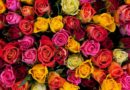 Kenya eyes direct flower exports to Gulf countries